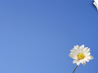 One daisy against blue sky