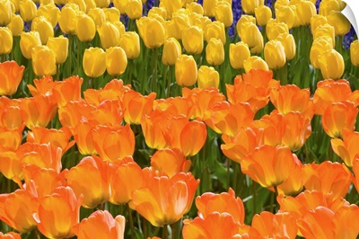 Orange And Yellow Tulips