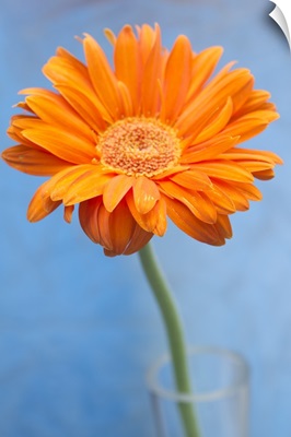 Orange gerbera daisy in glass vase against blue backdrop.