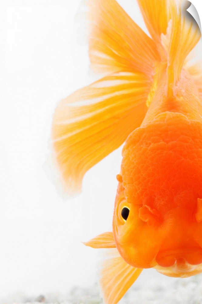 Orange lionhead goldfish (Carassius auratus).  Hooded variety of fancy goldfish. Close-up of face. Studio shot against whi...