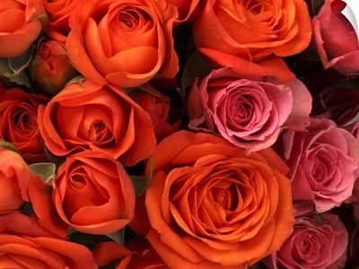 Orange, red, and yellow roses