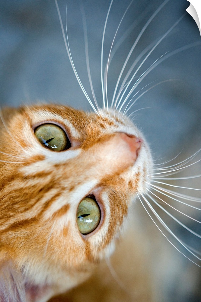 Up-close vertical panoramic photograph of feline with long whiskers.