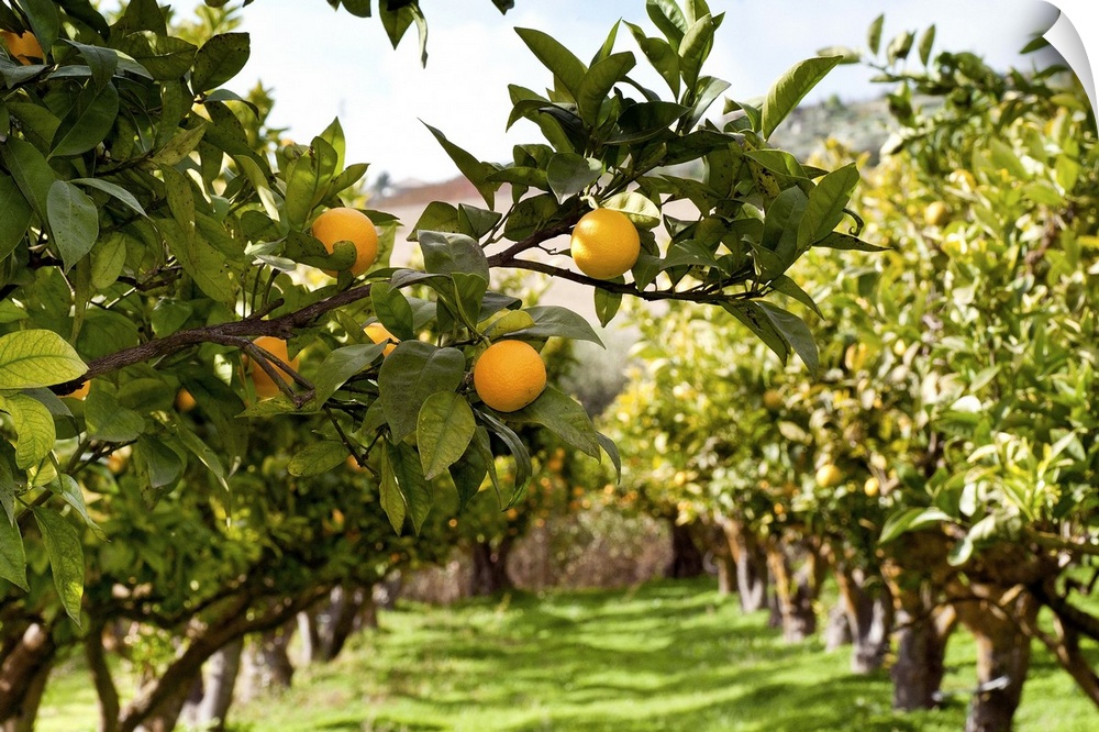 Two rows of Orange trees with close up to some orange fruits.