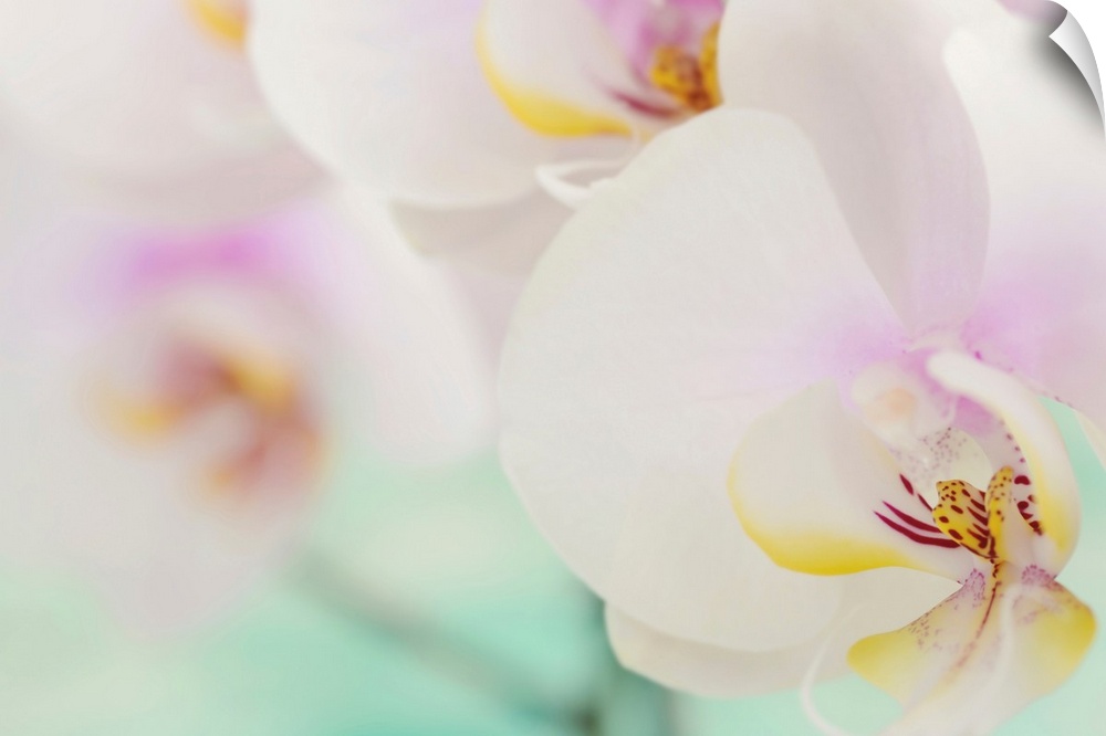 Landscape, oversized, close up photograph of several fully bloomed orchids, the one in the foreground in focus, those is t...