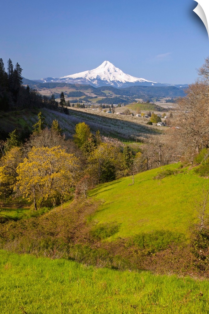 Green valley with Mount Hood in the distance, Oregon, USA