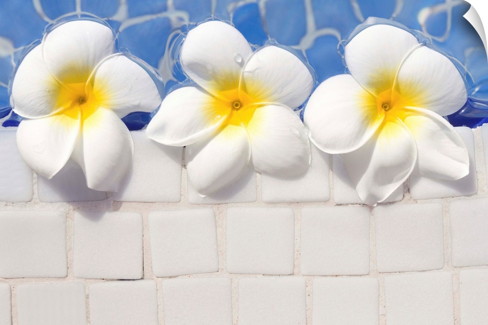 Over head view of frangipani flowers floating in swimming pool.