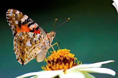 Painted Lady Vanessa cardui with  Zinnia flower.