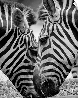 Pair of zebra feeding on grass in zoo.