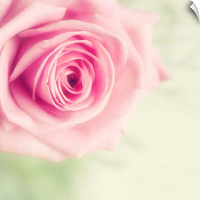 Pale pink rose with pale green background.