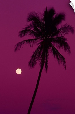 Palm tree with moon in a bright pink sky.