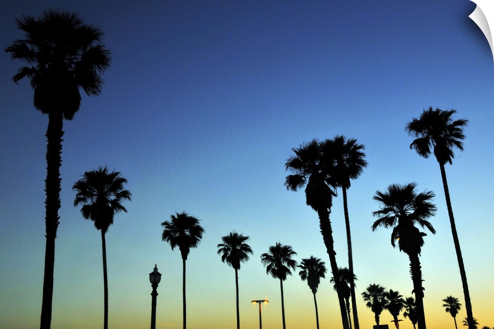 Silhouette of Palm trees in Huntington Beach, California, USA.