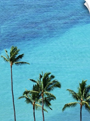 Palm trees and surface of the sea