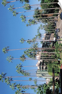 Palm trees lining street