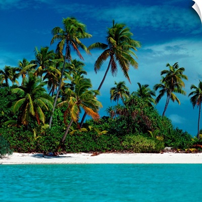 Palm trees on tropical beach