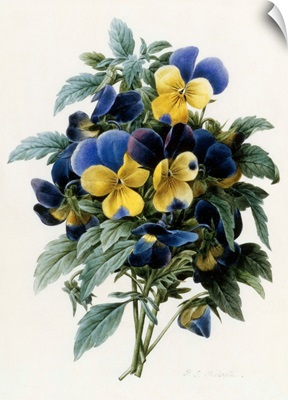 Pansies By Pierre Joseph Redoute