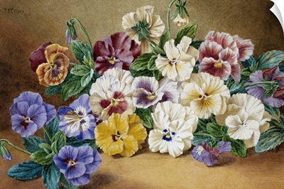 Pansies By Thomas Frederick Collier