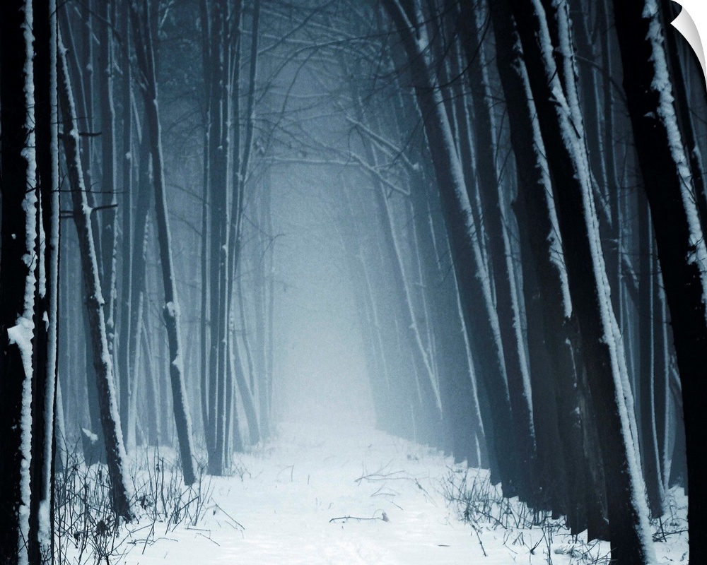Path leading into mysterious forest in snow and fog.