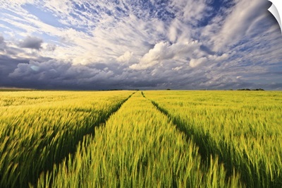 Pathway in wheat field under dramatic sky