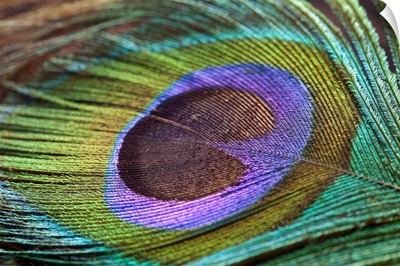 Peacock feather close up.