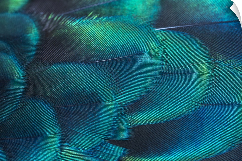 Peacock Feathers In Closeup