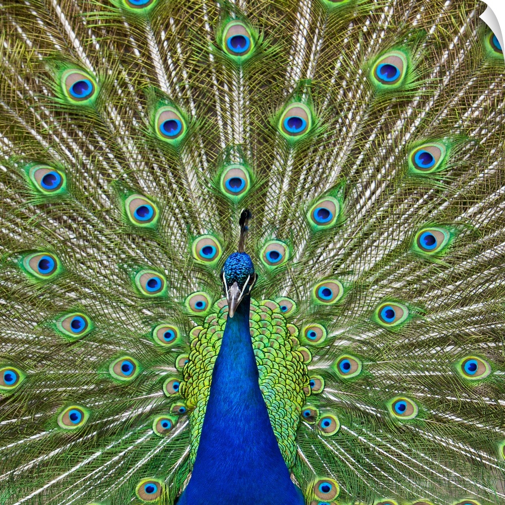 Peacock showing its feathers, as part of a mating ritual