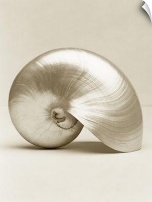 Pearlised nautilus sea shell, close-up