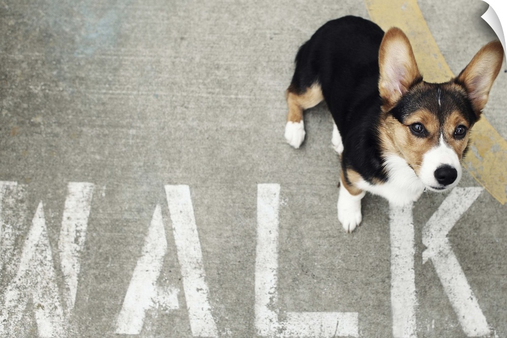 A Welsh Corgi looking up at the camera while standing next to a stenciled 'WALK' sign on the sidewalk.
