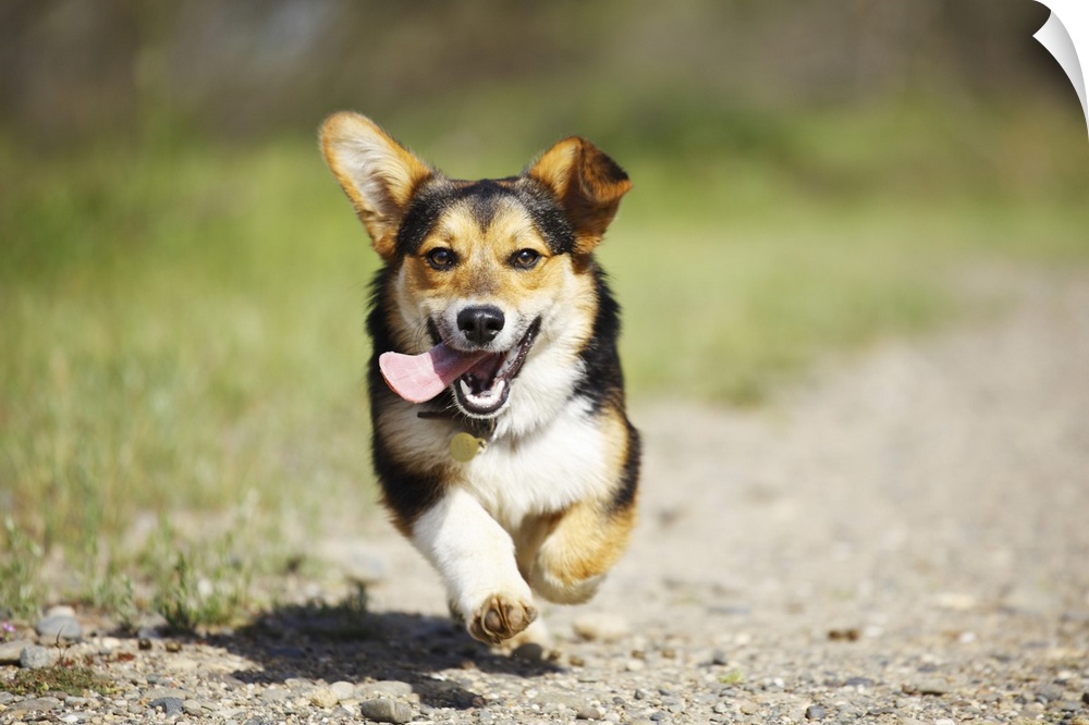 A Pembroke Welsh Corgi smiling as it runs on a sunny Spring day in a park outdoors.