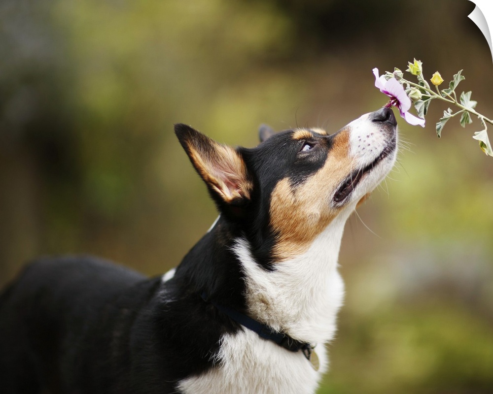 A Welsh Corgi dog intently smells a single flower against a diffuse green background.