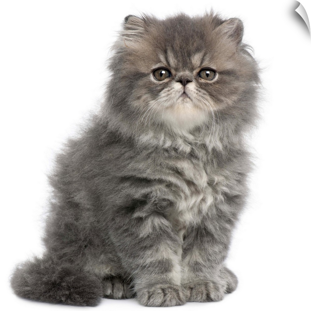 Persian Kitten (2 months old) sitting
