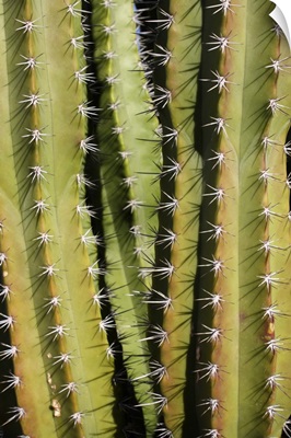 Peruvian Torch cactus
