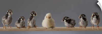 Pet Chicks on a Perch