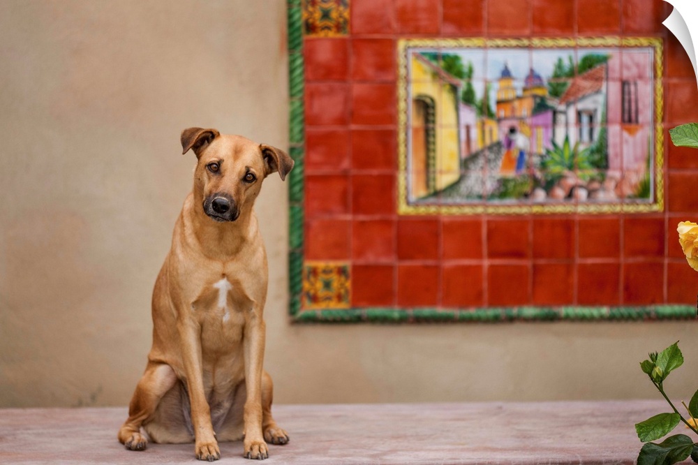 Mexico, Baja Pensinula, Todos Santos, Dog sitting on porch beside mural at beachside home in Baja California Sur