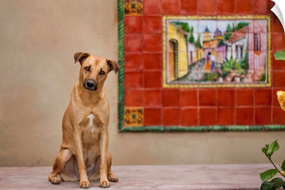 Pet Dog, Baja, Mexico
