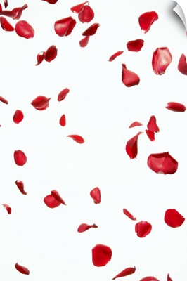 Petal of red roses