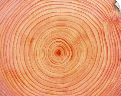 Photography of annual rings of Japanese cypress, Close Up