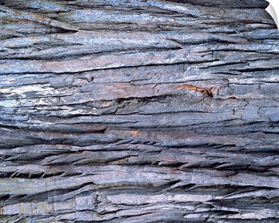Photography of wood grain, Close Up