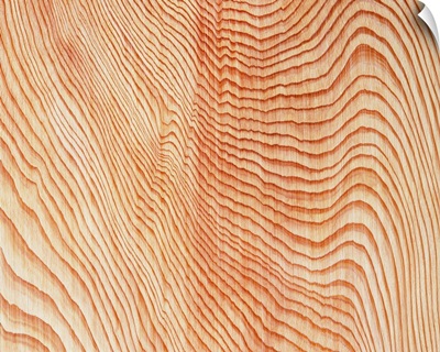 Photography of zelkova wood grain, Close Up