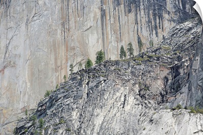 Pine trees on a granite cliff in Yosemite Valley