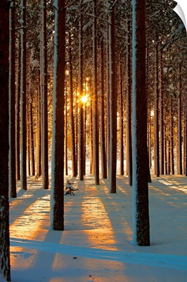 Pine trees with snowy landscape at sunset in winter.