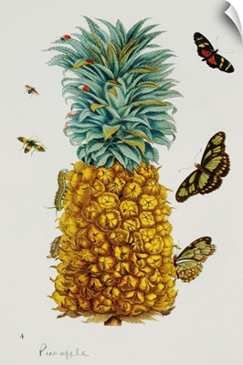 Pineapple Illustration From The Little Book Of Wonders Of The Tropics