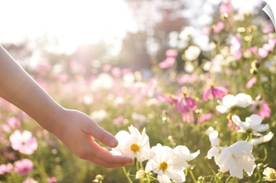 Pink and white cosmos flower field with hand.