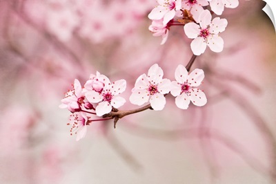 Pink blossoms.