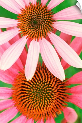 Pink Cone Flowers Close-Up