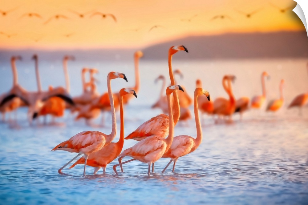 Pink flamingos in Celestun, Mexico.