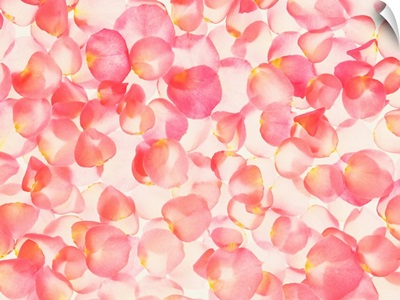 Pink flower petals
