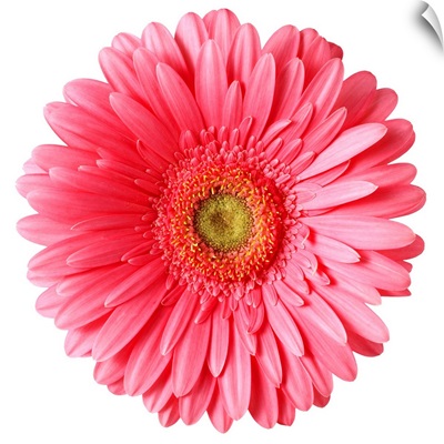 Pink Gerber daisy