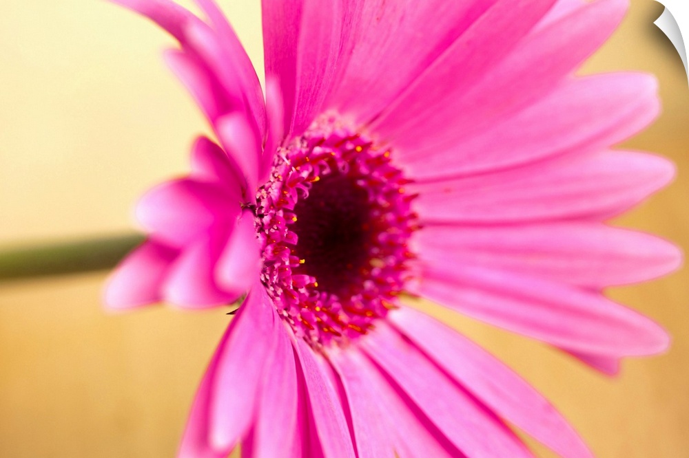 Pink Gerber flower, shallow dof.