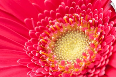 Pink gerbera daisy extreme close up.