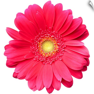 Pink gerbera daisy isolated on white.